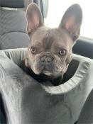 Siège auto ehausseur en mousse pour chien